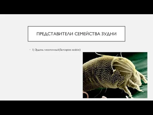 ПРЕДСТАВИТЕЛИ СЕМЕЙСТВА ЗУДНИ 1) Зудень чесоточный(Sarcoptes scabiei)