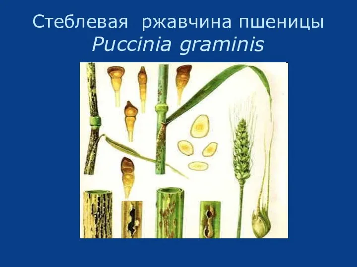 Стеблевая ржавчина пшеницы Puccinia graminis