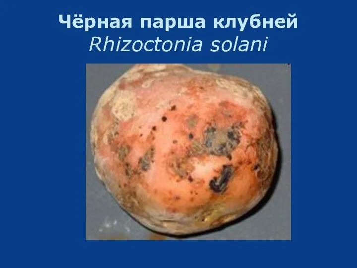 Чёрная парша клубней Rhizoctonia solani