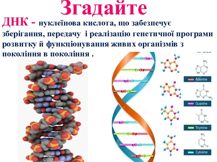 Згадайте ДНК - нуклеїнова кислота, що забезпечує зберігання, передачу і реалізацію