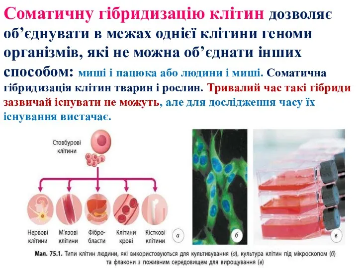 Соматичну гібридизацію клітин дозволяє об’єднувати в межах однієї клітини геноми організмів,