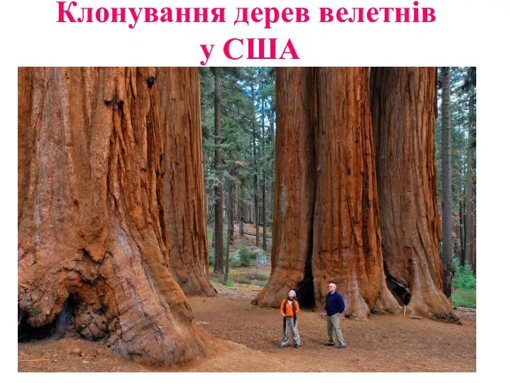 Клонування дерев велетнів у США