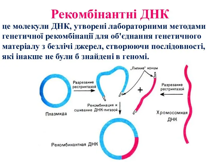 Рекомбінантні ДНК це молекули ДНК, утворені лабораторними методами генетичної рекомбінації для