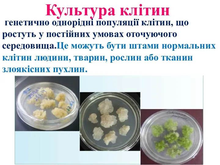 Культура клітин генетично однорідні популяції клітин, що ростуть у постійних умовах