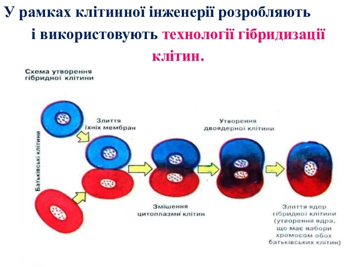 У рамках клітинної інженерії розробляють і використовують технології гібридизації клітин.