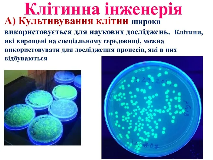 Клітинна інженерія А) Культивування клітин широко використовується для наукових досліджень. Клітини,