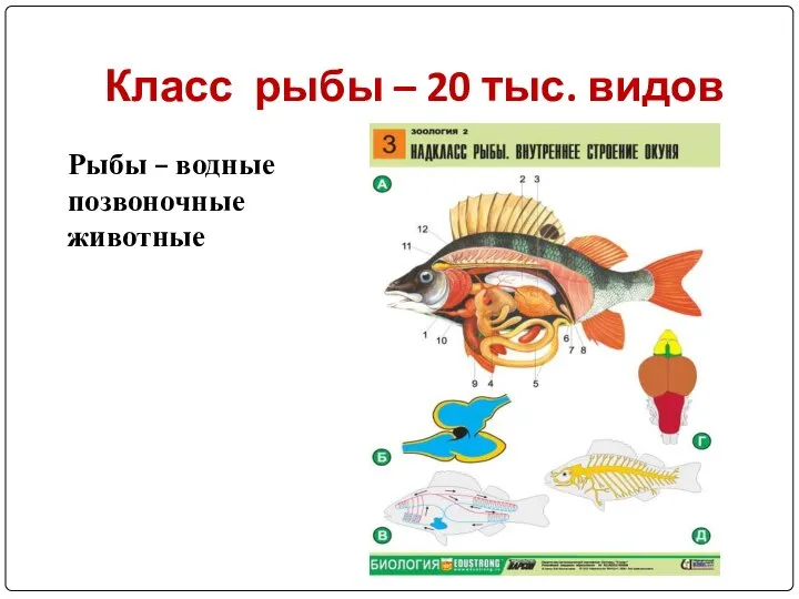 Класс рыбы – 20 тыс. видов Рыбы – водные позвоночные животные