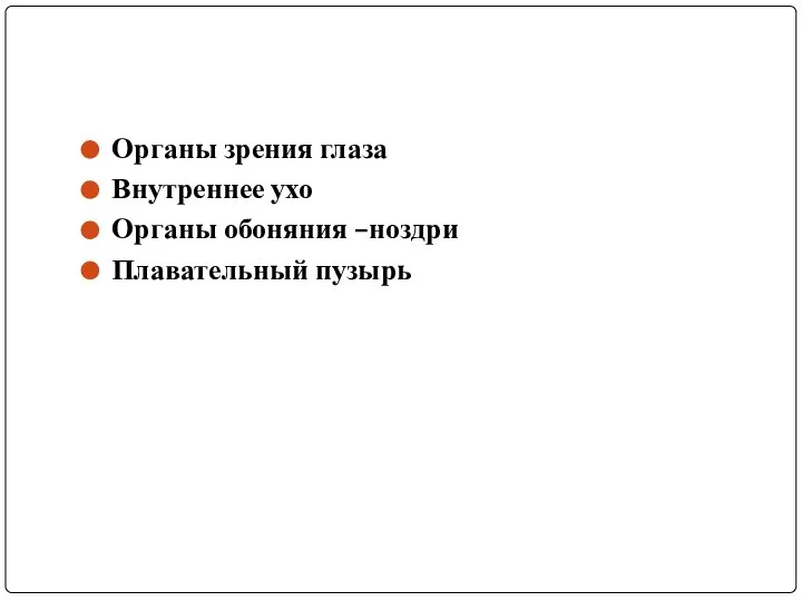 Органы зрения глаза Внутреннее ухо Органы обоняния –ноздри Плавательный пузырь