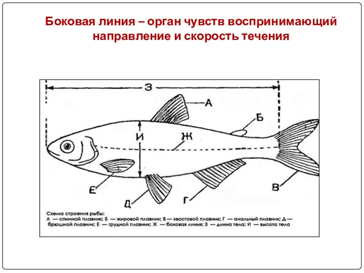 Боковая линия – орган чувств воспринимающий направление и скорость течения