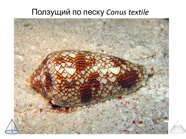 Ползущий по песку Conus textile