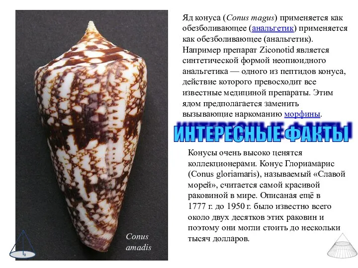 Яд конуса (Conus magus) применяется как обезболивающее (анальгетик) применяется как обезболивающее