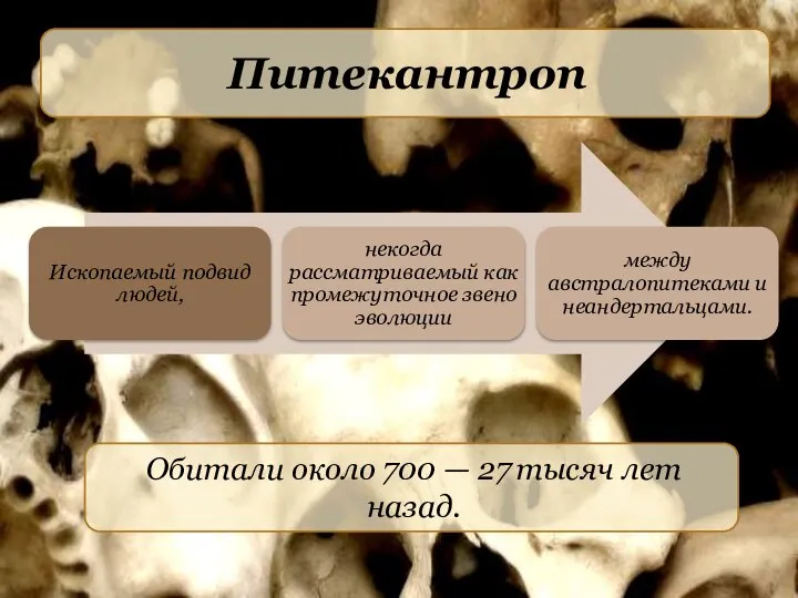 Питекантроп Обитали около 700 — 27 тысяч лет назад.