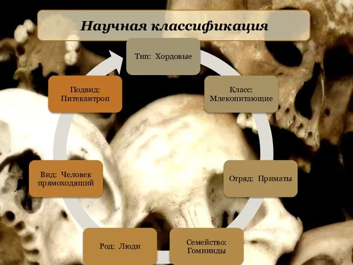 Научная классификация