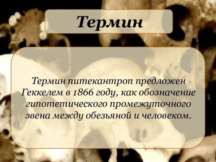 Термин Термин питекантроп предложен Геккелем в 1866 году, как обозначение гипотетического