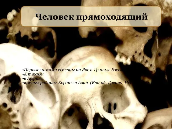 Человек прямоходящий Первые находки сделаны на Яве в Триниле Эженом Дюбуа.