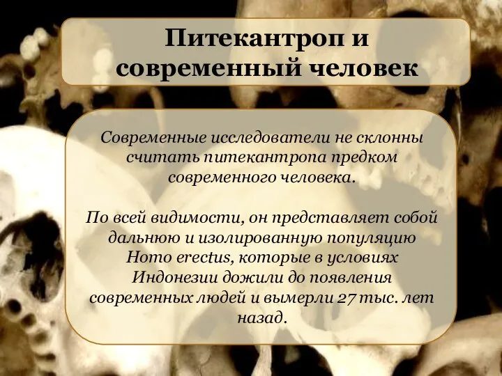 Питекантроп и современный человек Современные исследователи не склонны считать питекантропа предком