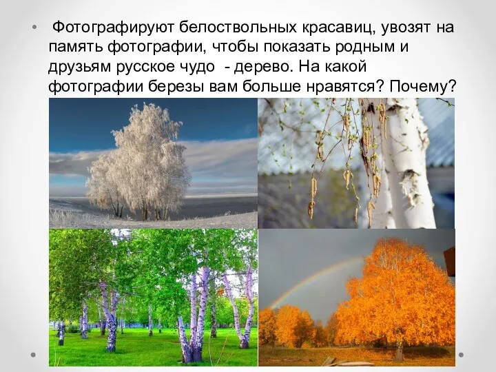 Фотографируют белоствольных красавиц, увозят на память фотографии, чтобы показать родным и