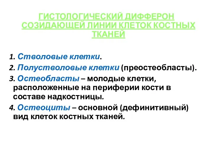 ГИСТОЛОГИЧЕСКИЙ ДИФФЕРОН СОЗИДАЮЩЕЙ ЛИНИИ КЛЕТОК КОСТНЫХ ТКАНЕЙ 1. Стволовые клетки. 2.