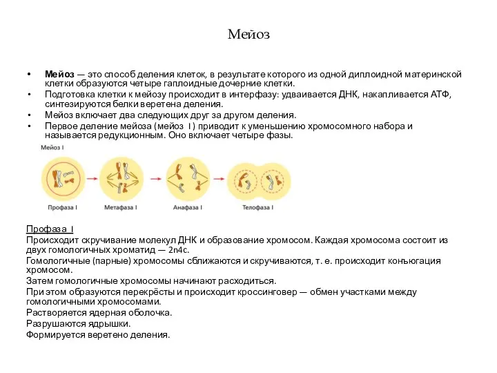 Мейоз Мейоз — это способ деления клеток, в результате которого из