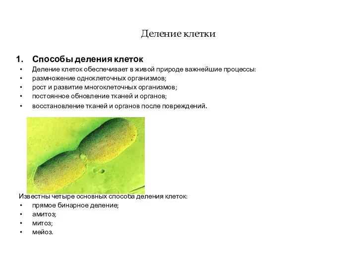 Деление клетки Способы деления клеток Деление клеток обеспечивает в живой природе