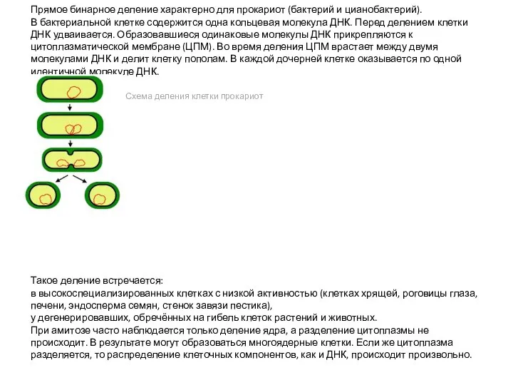 Прямое бинарное деление характерно для прокариот (бактерий и цианобактерий). В бактериальной