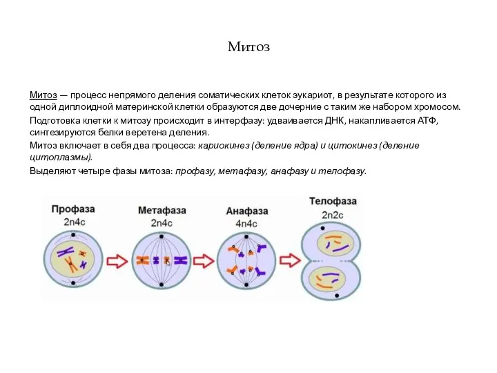 Митоз Митоз — процесс непрямого деления соматических клеток эукариот, в результате