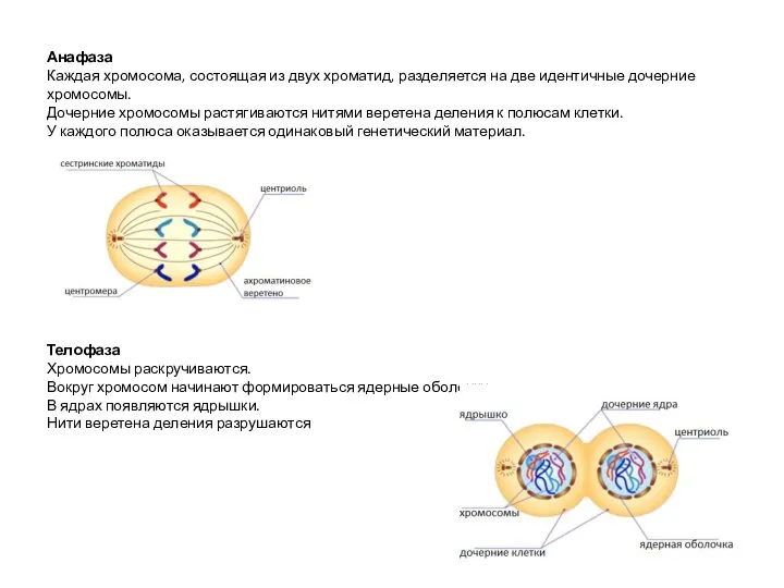 Анафаза Каждая хромосома, состоящая из двух хроматид, разделяется на две идентичные