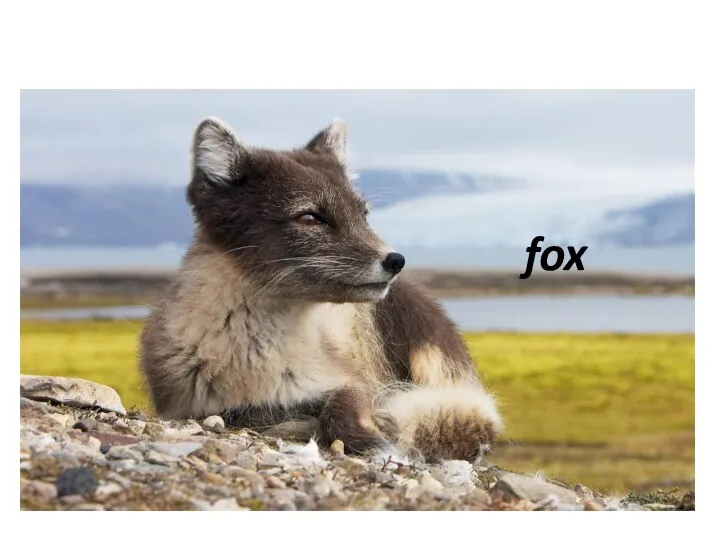 fox