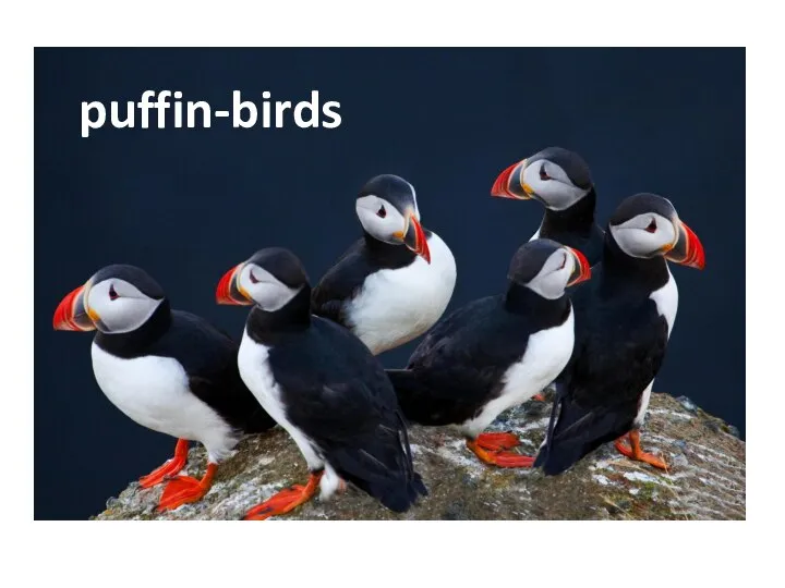 puffin-birds