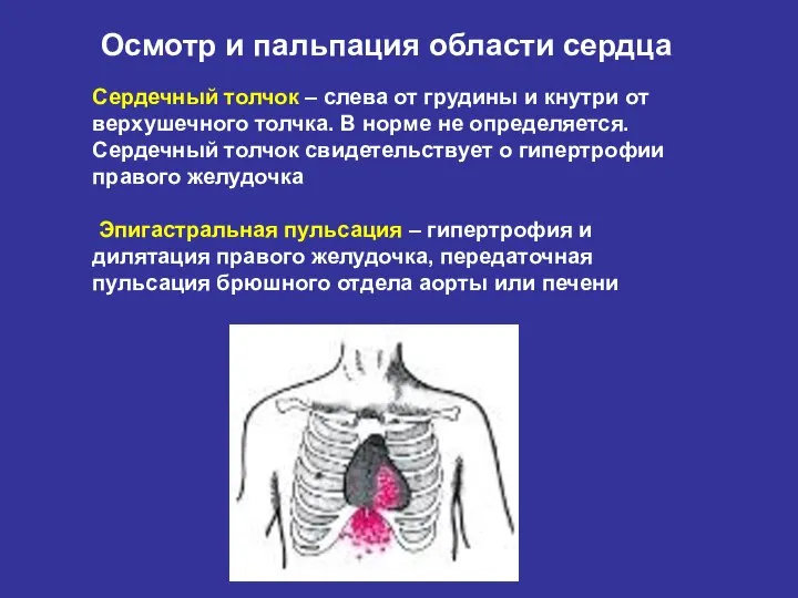 Сердечный толчок – слева от грудины и кнутри от верхушечного толчка.