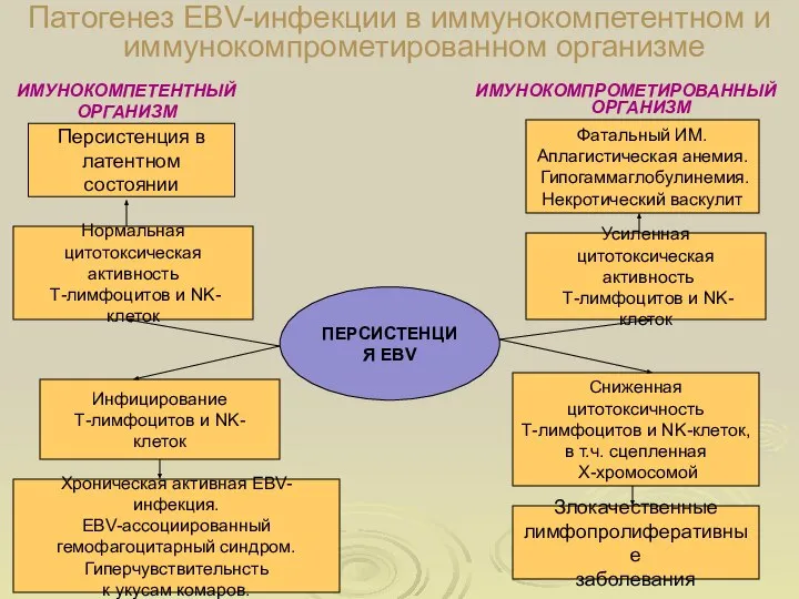 ИМУНОКОМПЕТЕНТНЫЙ ОРГАНИЗМ ИМУНОКОМПРОМЕТИРОВАННЫЙ ОРГАНИЗМ Персистенция в латентном состоянии Нормальная цитотоксическая активность