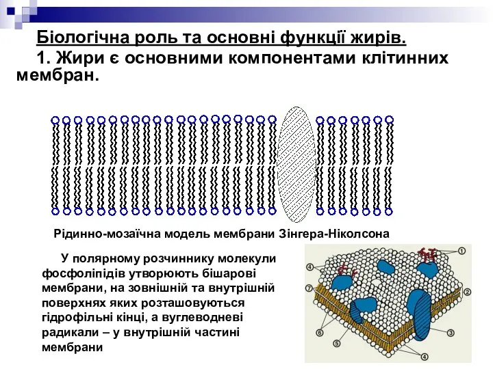 Біологічна роль та основні функції жирів. 1. Жири є основними компонентами