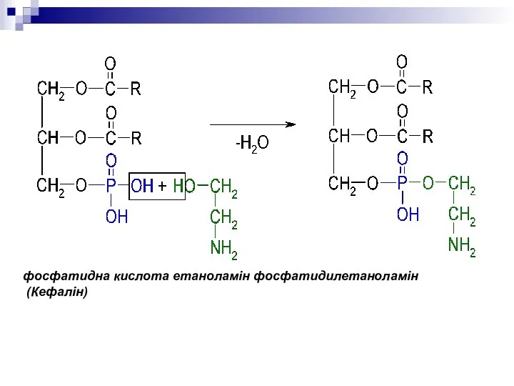 фосфатидна кислота етаноламін фосфатидилетаноламін (Кефалін)