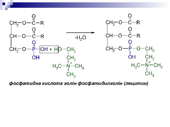 фосфатидна кислота холін фосфатидилхолін (лецитин)