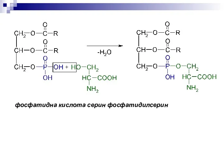 фосфатидна кислота серин фосфатидилсерин