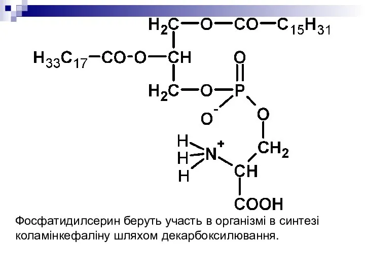 Фосфатидилсерин беруть участь в організмі в синтезі коламінкефаліну шляхом декарбоксилювання.