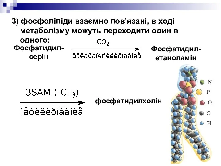 3) фосфоліпіди взаємно пов'язані, в ході метаболізму можуть переходити один в