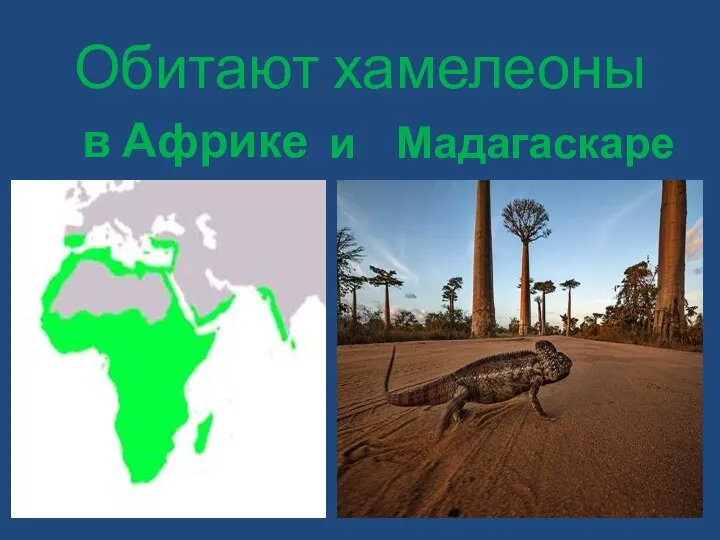 Обитают хамелеоны в Африке и Мадагаскаре