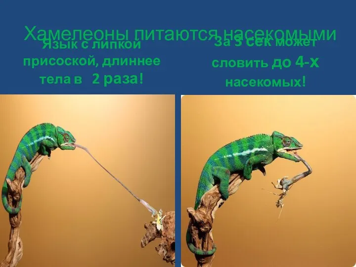 Хамелеоны питаются насекомыми Язык с липкой присоской, длиннее тела в 2