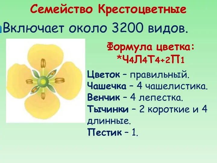 Семейство Крестоцветные Включает около 3200 видов. Формула цветка: *Ч4Л4Т4+2П1 Цветок –
