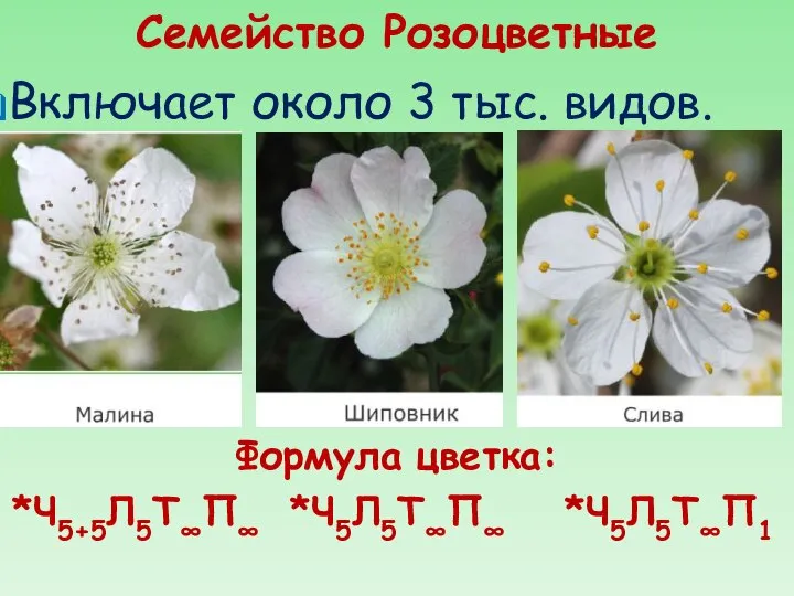 Семейство Розоцветные Включает около 3 тыс. видов. *Ч5Л5Т∞П1 Формула цветка: *Ч5Л5Т∞П∞ *Ч5+5Л5Т∞П∞