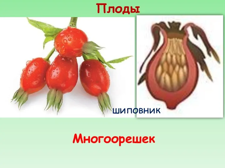 Плоды Многоорешек