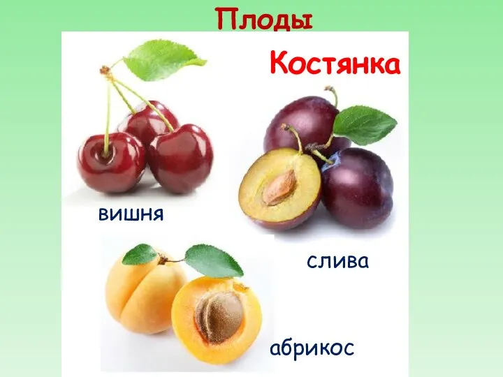 Плоды Костянка