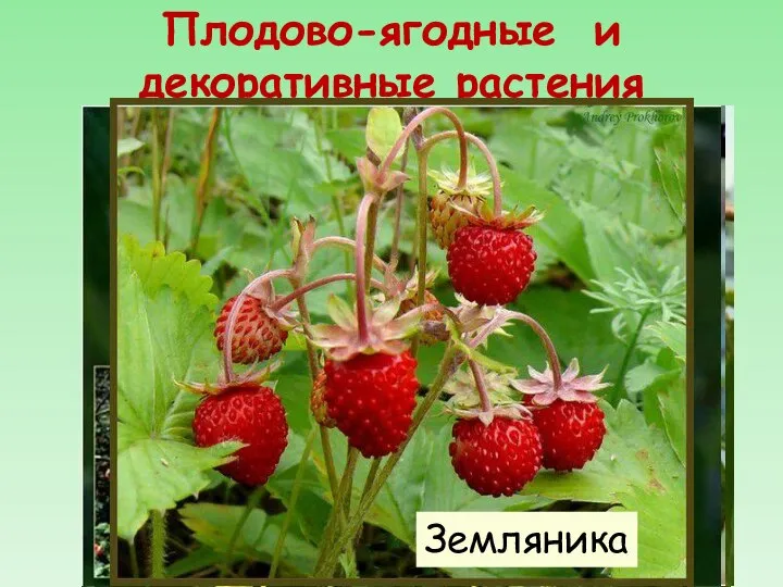 Плодово-ягодные и декоративные растения