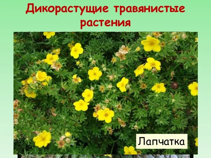 Дикорастущие травянистые растения