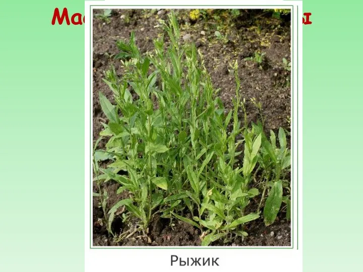 Масленичные культуры