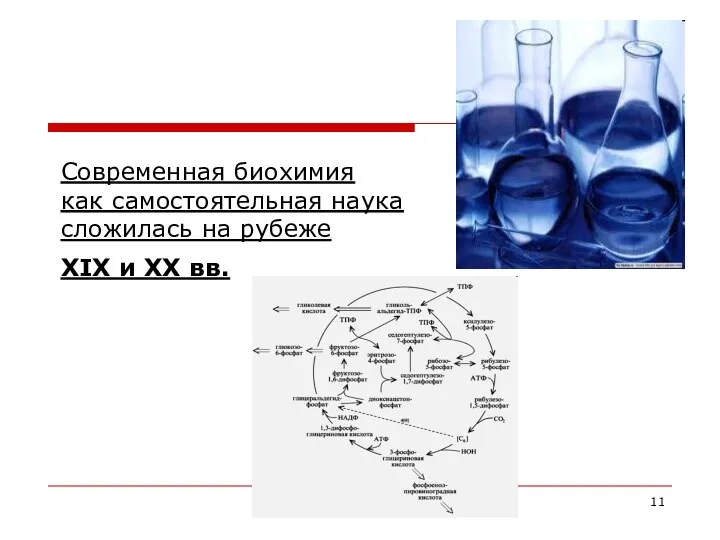 Современная биохимия как самостоятельная наука сложилась на рубеже XIX и XX вв.