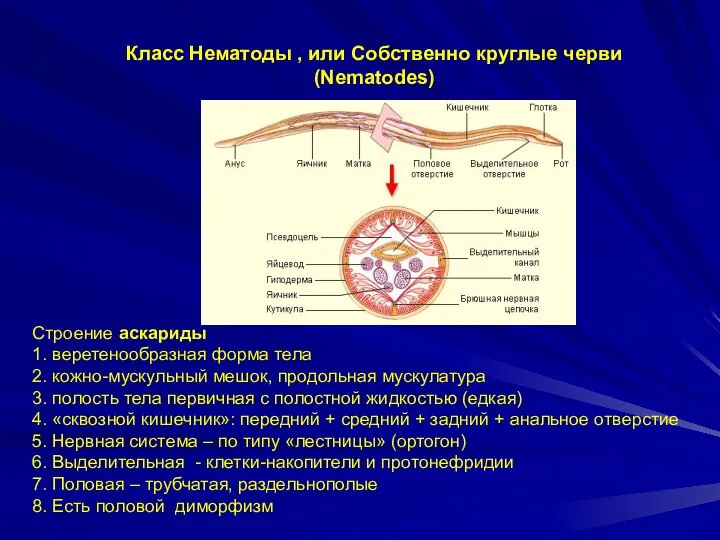 Класс Нематоды , или Cобственно круглые черви (Nematodes) Строение аскариды 1.