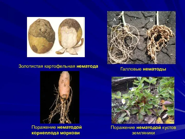 Золотистая картофельная нематода Галловые нематоды Поражение нематодой кустов земляники Поражение нематодой корнеплода моркови