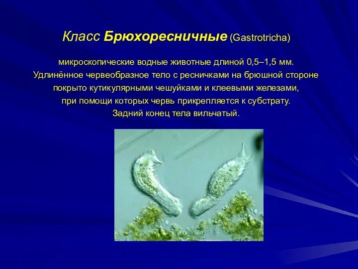 Класс Брюхоресничные (Gastrotricha) микроскопические водные животные длиной 0,5–1,5 мм. Удлинённое червеобразное